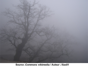 Brouillard Photo arbre